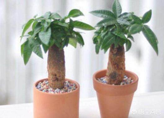 发财树怎么养（发财树怎么养护和浇水）