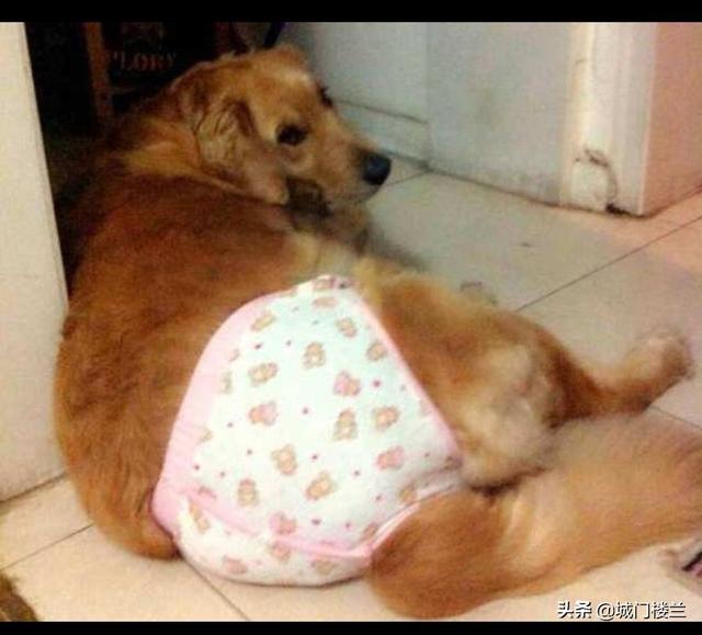 母狗会来月经嘛（母狗会来月经嘛怎么回事）