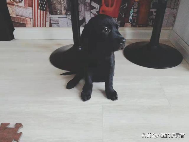 买宠物犬上哪个网站好（买宠物上哪个平台）