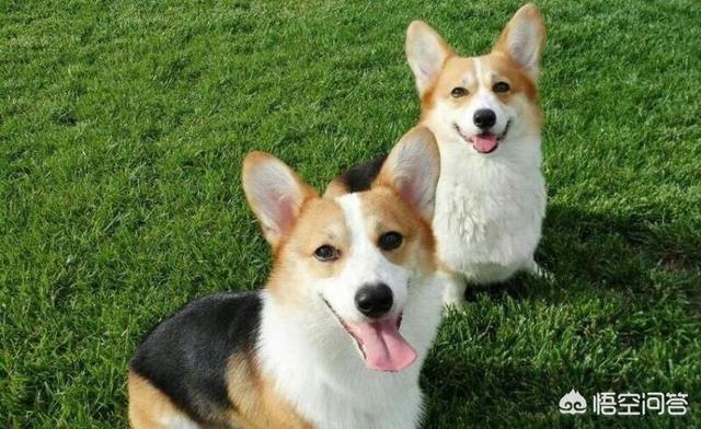 细小病毒的治疗和预防（细小病毒的治疗和预防首选药物）