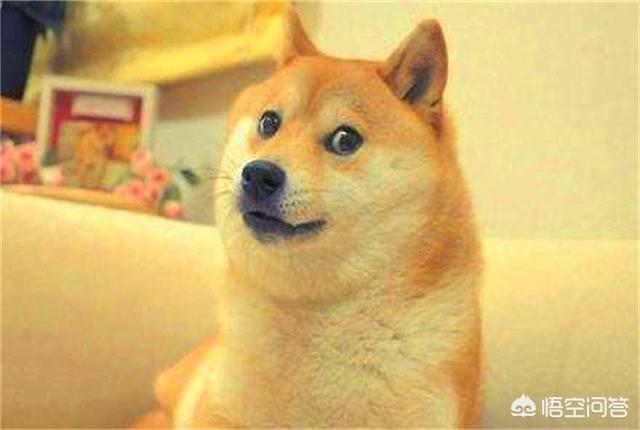 忠诚度高的狗（哪种狗忠诚度高）