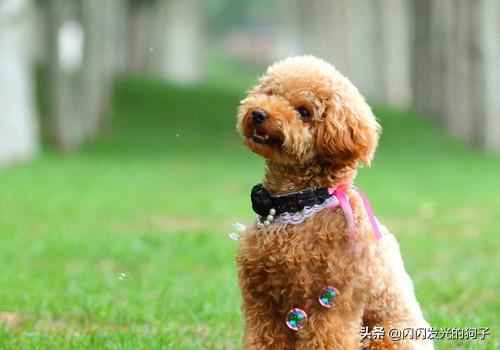 小狗狗呕吐拉稀（小狗狗呕吐拉稀怎么治疗）