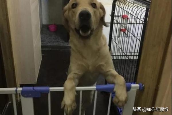 狗狗有轻微的皮肤病怎么办（狗狗有一点皮肤病）