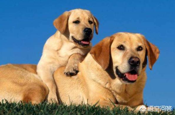 优雅的狗狗品种（优雅的狗狗品种图片）