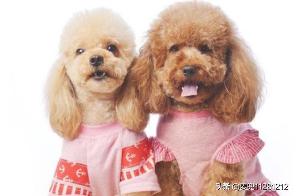 泰迪狗狗发抖是什么原因（泰迪狗发抖是因为什么）