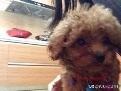 小狗一直呕吐怎么办（小狗一直呕吐不停）