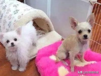 吉娃娃狗图片表情包（吉娃娃图片头像）