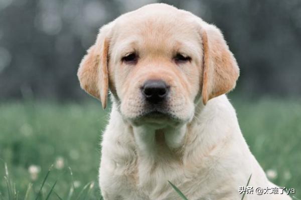 拉布拉多犬幼犬喂养（拉布拉多犬幼犬喂养时间）