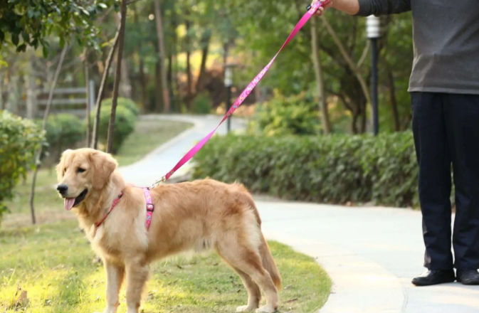 狗护食咬人纠正全过程（狗护食咬人纠正全过程视频）