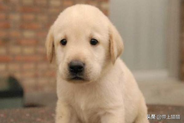 幼犬喂养大全（幼犬饲喂）