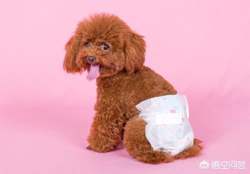 母狗来月经会怎么样（母狗来月经怎么样不让公狗舔）