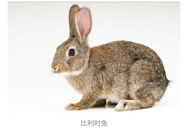 比利时兔子图片（比利时兔的图片）