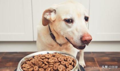 狗狗生病的视频（狗狗生病的图片卡通）