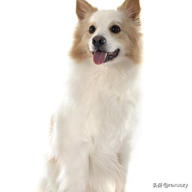 怎样训练边境牧羊犬 （边境牧羊犬狗狗训练技巧大全）