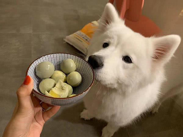 萨摩耶幼犬毛色发黄怎么办（萨摩耶幼犬毛色发黄怎么办啊）