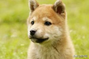 小狗饲养手册85章车（小狗饲养手册在线阅读）