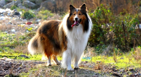 放羊的狗怎么训练（训狗放羊技术要点）