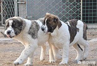 养一只肉狗的成本是多少（养一条肉狗的成本）