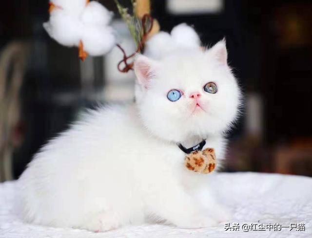 短毛猫的品种及价格（短毛猫的品种及价格图片）