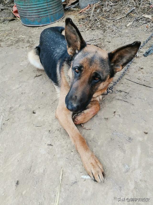 纯种德国牧羊犬基地（纯种德国牧羊犬基地在哪里）