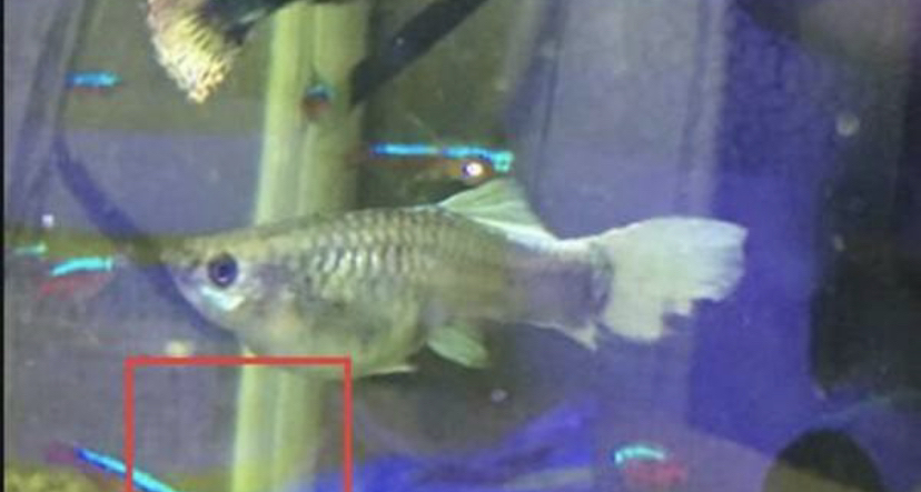 孔雀鱼烂尾了教你一招防治（孔雀鱼烂尾初期症状）