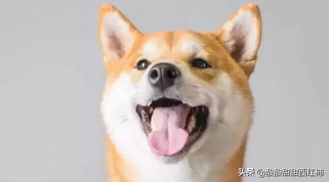 狗狗四天没吃东西了怎么办（狗狗四天没吃饭了怎么办）