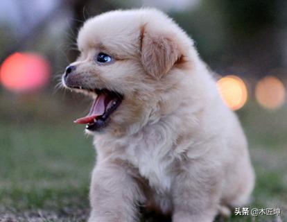 金毛幼犬喂养（金毛幼犬喂养小常识）