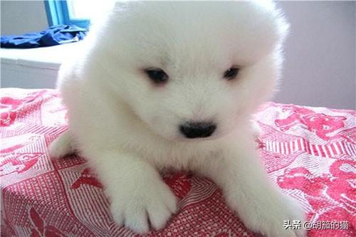 狗狗眼睛分泌白色粘状物（狗狗眼睛出现白色分泌物）