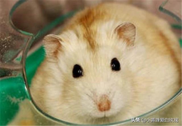 仓鼠不能吃什么食物（仓鼠吃什么水果必死）