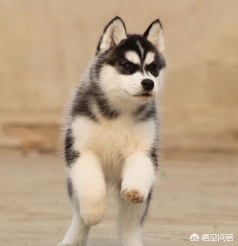 哈士奇幼犬買賣（幼犬哈士奇在狗市多少钱一只）