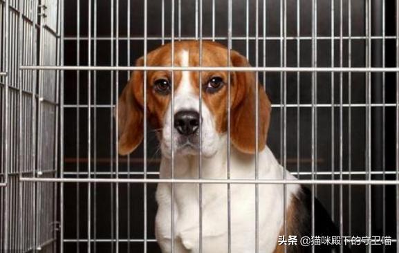 狗狗皮肤病怎么处理（狗狗皮肤病如何根治）