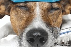 狗狗发烧怎么在家处理（狗狗发烧如何处理）
