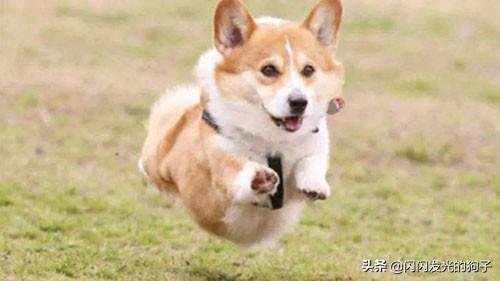 柯基犬难养的5个理由（柯基真的很难饲养吗）