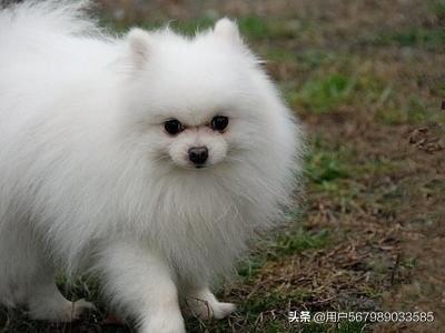 博美犬好养吗 博美犬性格的优缺点分析