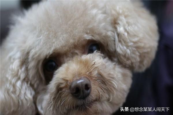 泰迪幼犬图片和价格（泰迪幼犬的图片和视频）