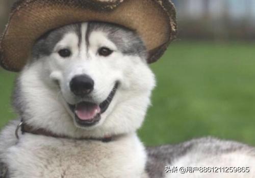 狗狗生病照片（狗狗生病视频）