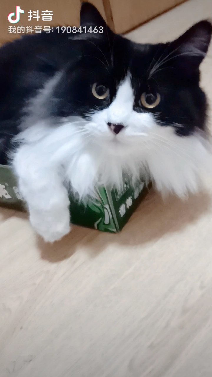 什么宠物猫好养又干净（什么宠物猫好养又干净不掉毛）