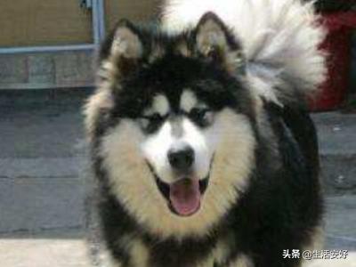 狗品种大全带图（狗品种大全及名字）