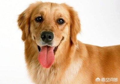 可爱狗狗名字大全吉利（可爱的狗名字大全中文）