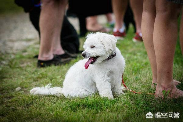 北京犬爱流口水吗（爱流口水的狗有哪些）