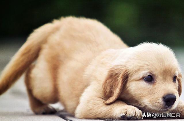 狗狗厌食(食欲不振)如何治疗 