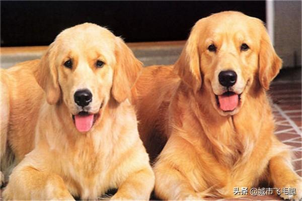 金毛黑色价钱（金毛黑色幼犬价格）