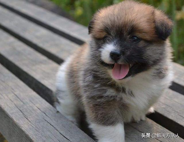 便宜宠物狗哪些这狗狗（便宜的宠物狗品种）