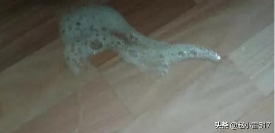 小狗狗细小初期症状（狗狗细小最初症状）