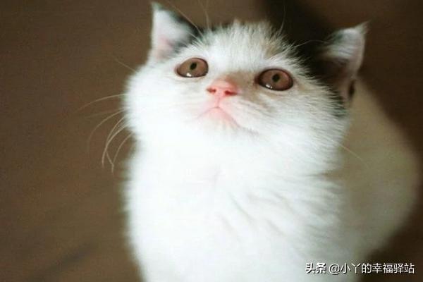 猫肠胃炎的症状（猫肠胃炎的症状引起来的原因）