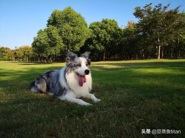 中国边牧犬舍（边牧犬舍排行榜）
