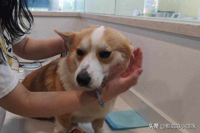 狗狗便血拉稀怎么回事（狗狗大便带血拉稀）