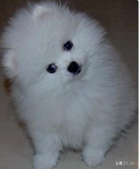 白色母狗的名字洋气点的（白色母狗狗名字大全霸气）