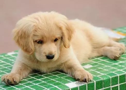 怎样训练金毛狗狗才最有效（怎样才能训金毛）