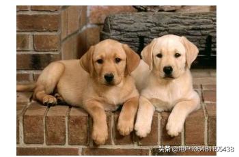 拉布拉多价格多少一只（拉布拉多犬多少钱一只纯种）